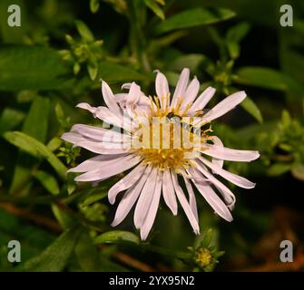 A top view of a Long hoverfly, Sphaerophoria scripta, feeding on an Aster flower. Pollenating, Close-up, Well focussed with natural green background. Stock Photo