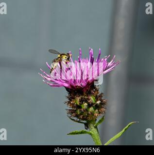 A Long hoverfly, Sphaerophoria scripta, feeding on a Giant Knapweed flower. Well focussed, close-up, side view of this delicate hoverfly. Stock Photo
