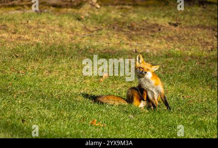 Red fox grooming itself Stock Photo