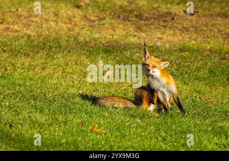 Red fox grooming itself Stock Photo