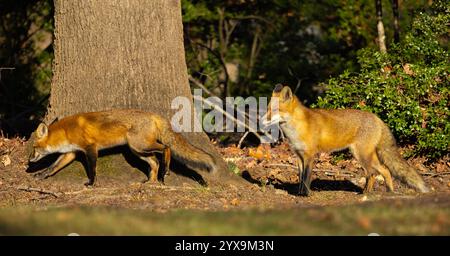 A pair of red foxes walking at the forest edge Stock Photo