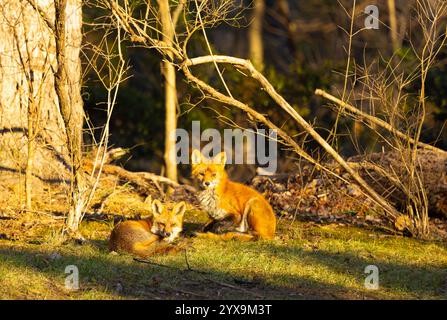 A pair of red foxes sitting at the forest edge Stock Photo