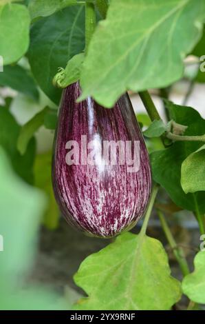 Purple eggplant with white stripes among green foliage growing outdoors. Organic gardening concept. Stock Photo