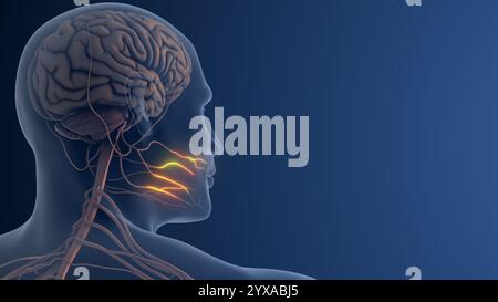 Facial Nerve Pain or Trigeminal Neuralgia Stock Photo - Alamy