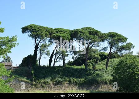 Italian stone pine (botanical name Pinus pinea) row. Also know as the Mediterranean stone pine, umbrella pine and parasol pine. Stock Photo