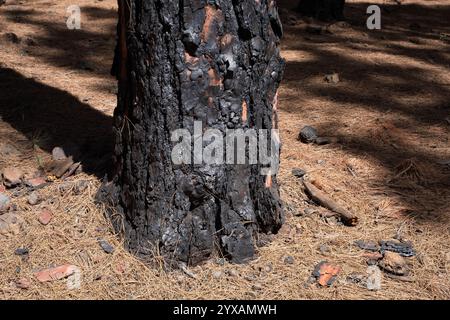 charred tree, burned trees in forest after fire . Stock Photo