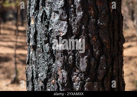 charred tree, burned trees in forest after fire . Stock Photo