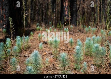 young trees, tree seedlings in forest - burned pine forest . Stock Photo