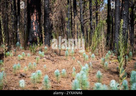 young pine tree seedlings in forest - nature recovery after fire Stock Photo