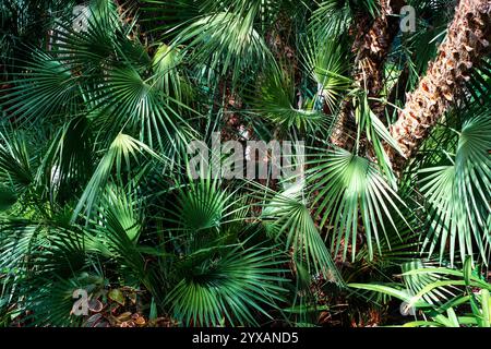 palm tree background, palm trees, pal leaves . Stock Photo