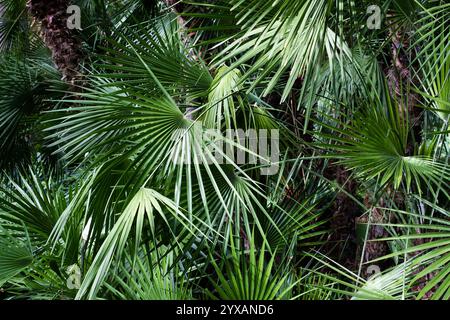palm tree background, palm trees, pal leaves . Stock Photo