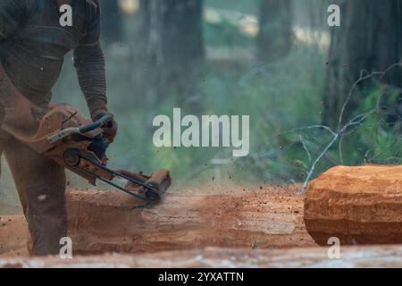 A forestry worker trims a tree in the forest Stock Photo - Alamy