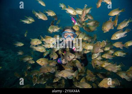 Female scuba diver feeding a school of bluegill fish, Blue Grotto ...
