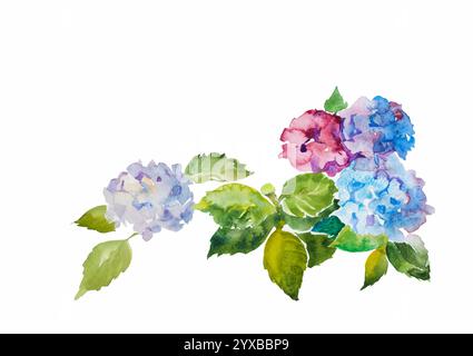 Watercolor hydrangea flowers set with leaves isolated on white background in pink and blue colors Stock Photo