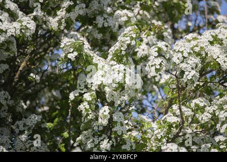 Common hawthorn (Crataegus monogyna), in full bloom, Lower Saxony, Germany, Europe Stock Photo