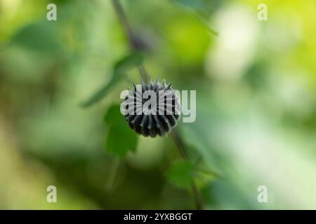 Abutilon theophrasti also known as Velvet plant. Seed is rounded to triangular, flat, dull grayish-brown with a notch. This weed spreads via abundant Stock Photo