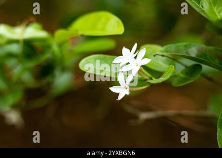 Carissa carandas, Black karonda is cultivated for its edible fruits. It is a hardy plant, and can grow well in a wide range of soils although it prefe Stock Photo