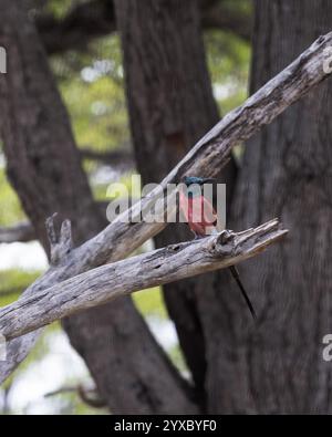 Northern Carmine Bee-eater perched on a branch Stock Photo