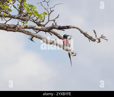 Northern Carmine Bee-eater perched on a branch Stock Photo