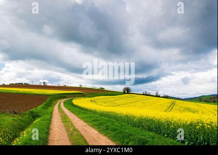 Footpath heading through rapeseed fields, cloudy sky Stock Photo
