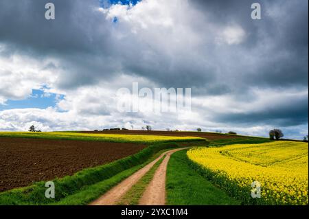 Footpath heading through rapaseed fields in the countryside, heavy cloudy sky Stock Photo