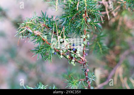Green needles and raw berries of The common juniper (Juniperus communis) Stock Photo