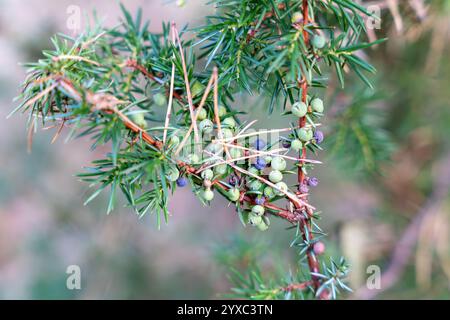 Green needles and raw berries of The common juniper (Juniperus communis) Stock Photo
