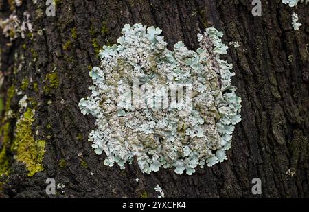 Flavoparmelia caperata, common greenshield lichen growing on a tree bark. Spain. Stock Photo