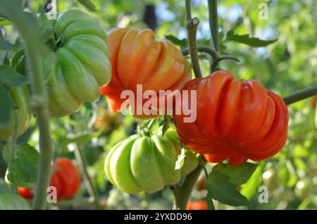 Large ripening ribbed tomatoes growing in an outdoor garden bed. Organic gardening concept. Stock Photo