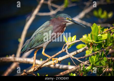 A Green Heron (Butorides virescens) in the Everglades National Park, Florida Stock Photo