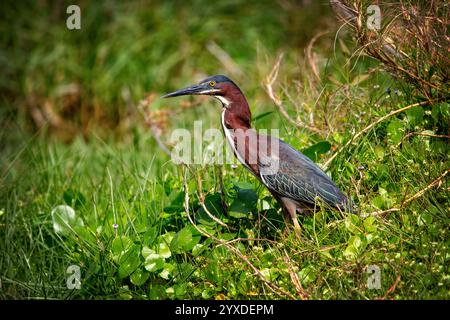 A Green Heron (Butorides virescens) in the Everglades National Park, Florida Stock Photo