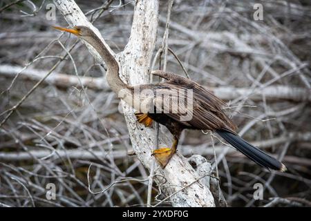 A female Anhinga (Anhinga anhinga) near Marco Island, Florida Stock Photo