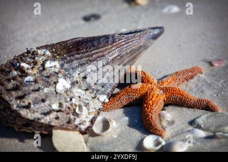 On a sandy beach in Marco Island, Florida, a shell sits next to a starfish Stock Photo