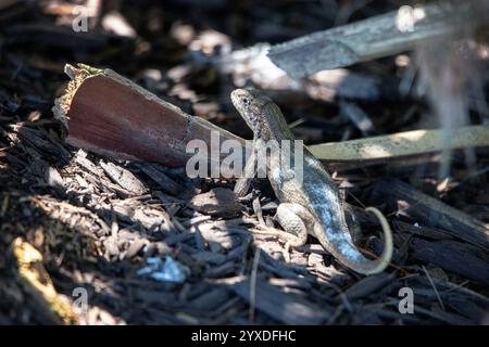 A Northern Curly-tailed Lizard (Leiocephalus carinatus) in Marco Island, Florida Stock Photo