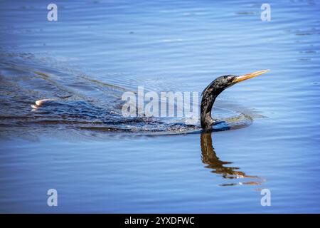 A female Anhinga (Anhinga anhinga) near Marco Island, Florida Stock Photo