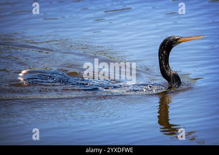 A female Anhinga (Anhinga anhinga) near Marco Island, Florida Stock Photo