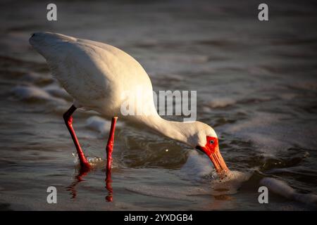 American white ibis (Eudocimus albus) hunting Emerita or Sand Crabs on Tigertail Beach, Marco Island, Florida Stock Photo