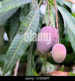 Two ripening Mangifera indica fruit on a tree with long blade-like leaves; a pair of red mangoes on a stem surrounded by foliage; mango tree. Stock Photo