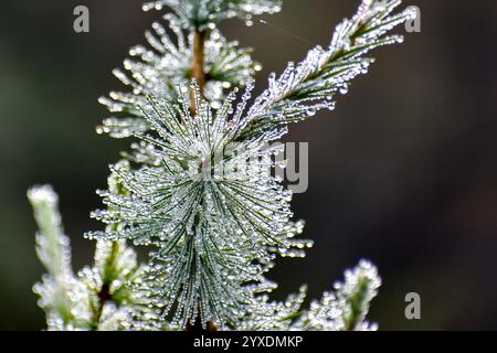 tiny drops of water on the branch of a dwarf mountain pine, symbol for purity in nature Stock Photo