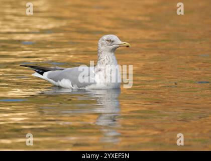 American Herring Gull (Larus smithsonianus) Sacramento County California USA Stock Photo