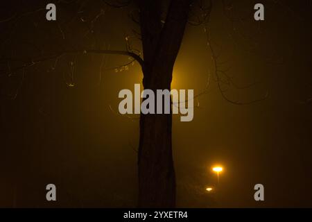 Close-up of a tree silhouetted against glowing streetlights in a foggy park at night Stock Photo