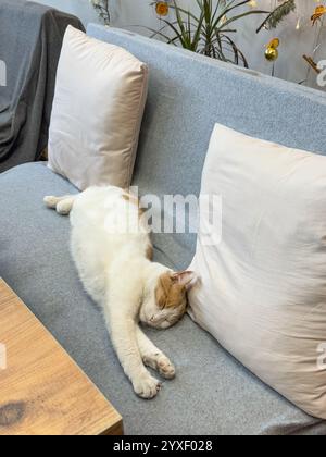 This photo captures a serene daytime winter moment featuring a white and ginger cat stretched out comfortably on a gray couch. With its head resting g Stock Photo