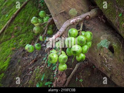 Green young fig fruits in cluster on its branch of old fig tree in Thailand Stock Photo