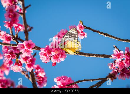 Pink cherry blossoms and a yellow butterfly against clear blue sky in Spring Stock Photo