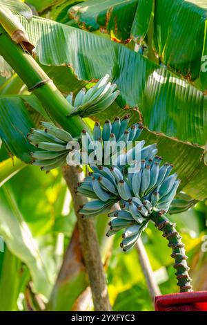 Blue java banana fruits hanging on banana plant Stock Photo - Alamy