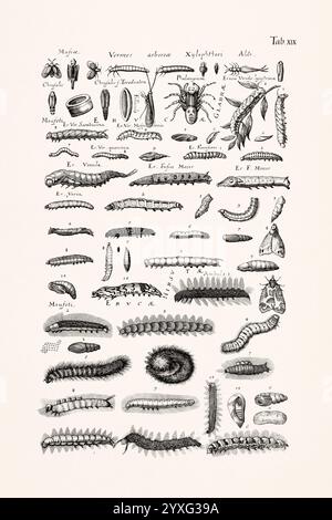 Antique insect illustration by Joannes Jonstonus. 17th-century ...
