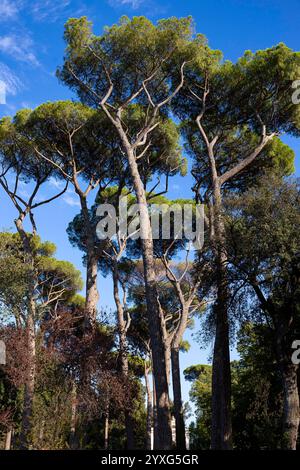 Italian Mediterranean pine trees, Rome, Italy Stock Photo