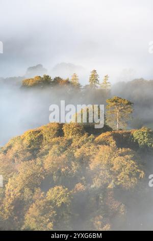 Beautiful misty landscape with trees on hill poking out of dreamy fog. Golden morning light illuminating Autumn colours in foliage. Lake District, UK. Stock Photo