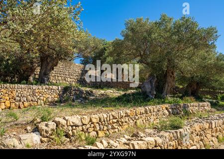 Olive trees cascade on terraces enclosed by masonry fence. Well maintained olive grove harmonizes with natural landscape. Mallorca, Spain Stock Photo