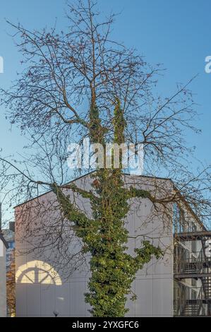 Tree overgrown with climbing hydrangea (Hydrangea petiolaris), Kempten, Allgaeu, Bavaria, Germany, Europe Stock Photo